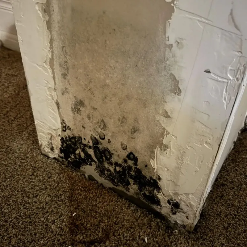 Professional Mold Removal in Ellicott City, MD
